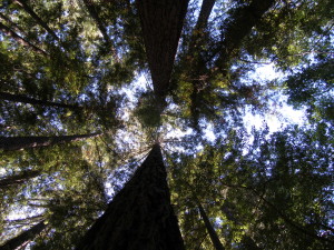 Redwoods - Big Sur, California, USA
